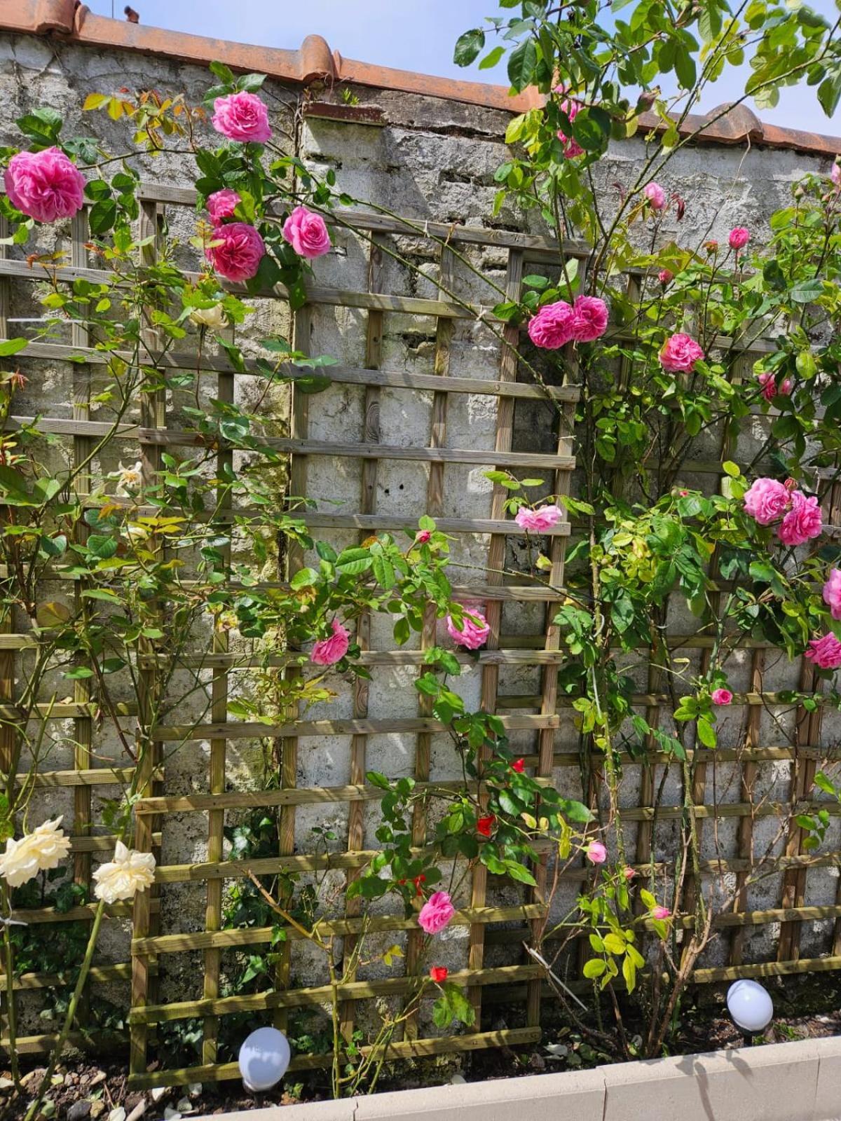 Studio Avec Jardin Rosendael Proche Plage Dunkirk Bagian luar foto